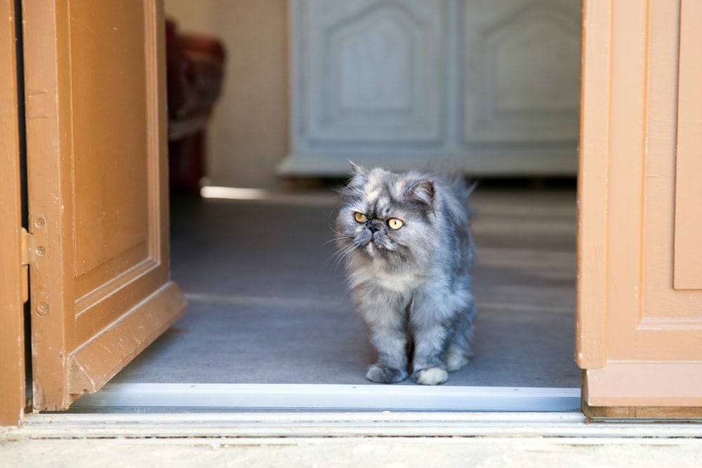 cat in door opening