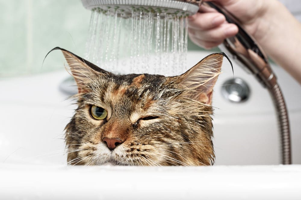cat in shower