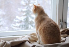 Can an Indoor Cat be a Part-Time Outdoor Cat?