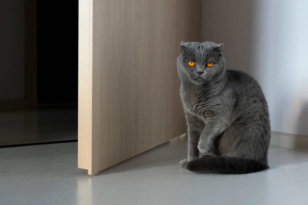 How to Stop a Cat from Scratching Door at Night - Petsoid