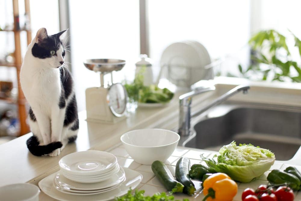 How to Stop a Cat Jumping on the Counter » Petsoid