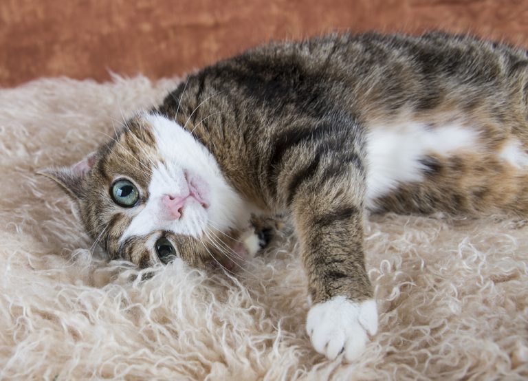 How Long Does a Cat Stay in Heat? » Petsoid