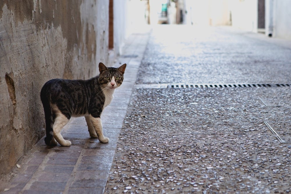 cat on street