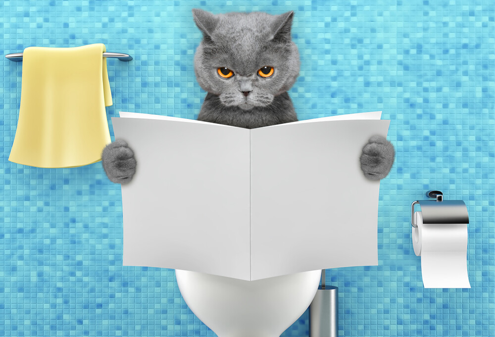5 Ways to Help Your Constipated Cat » Petsoid