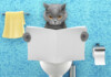 Cat Diarrhea - 4 Home Treatments to Try