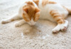 How to Clean Cat Urine - Tips & Information