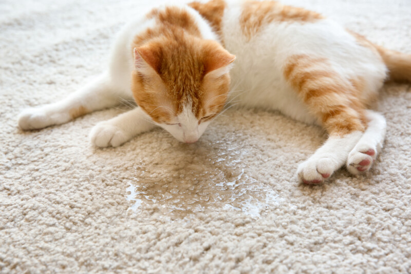 How to Clean Cat Urine Tips & Information » Petsoid