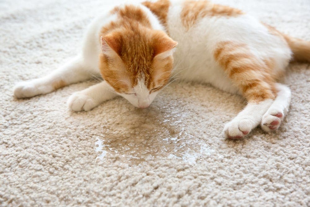 How to Clean Cat Urine Tips & Information » Petsoid