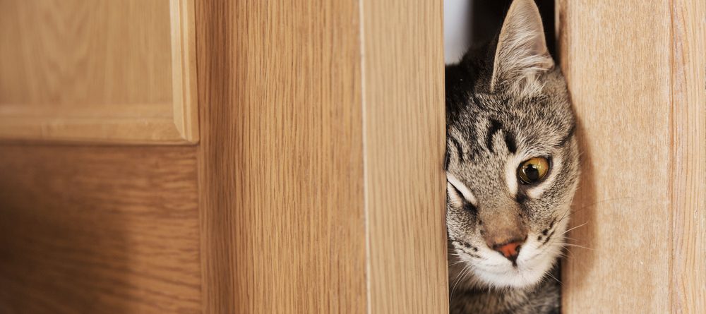 How To Stop A Cat From Scratching Door At Night Petsoid