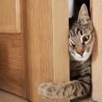 cat scratching door