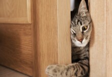 How to Stop a Cat from Scratching Door at Night