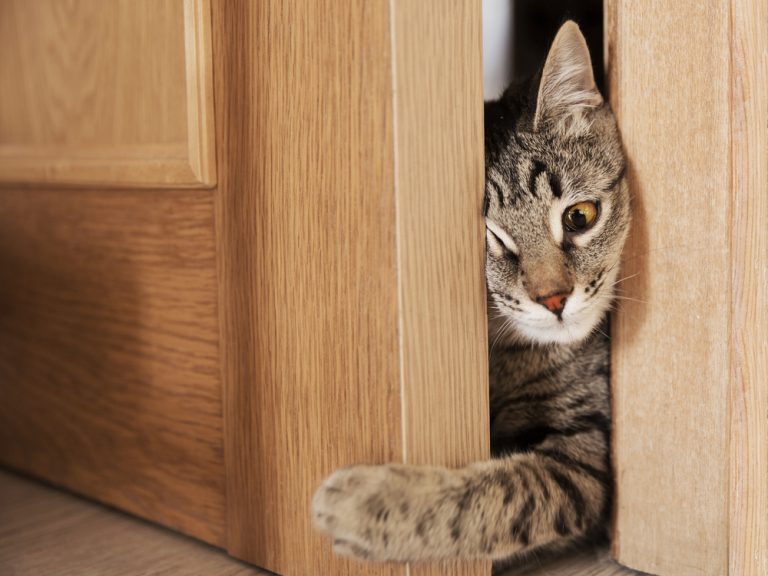 How to stop cat from scratching door