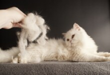 How to Stop or Reduce Cat Shedding