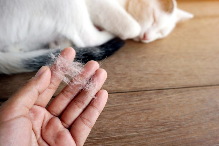 7 Ways to Stop or Reduce your Cats Shedding Petsoid