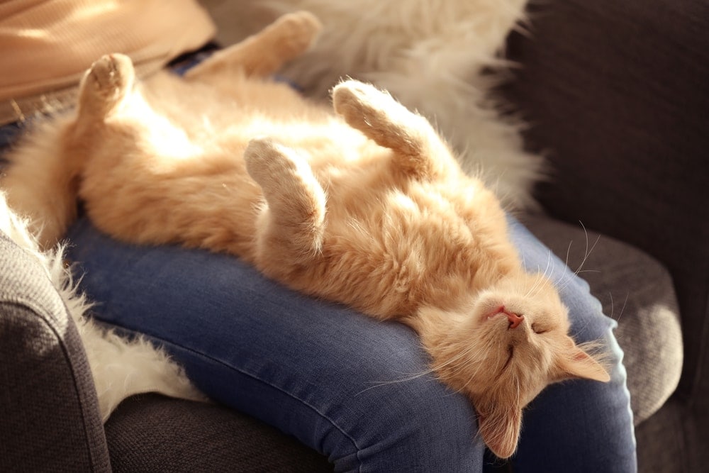 8 Reasons Why Your Cat Likes Sleeping on You » Petsoid
