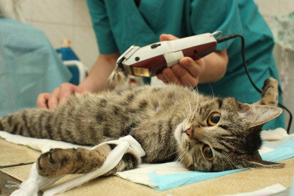 cat spay surgery