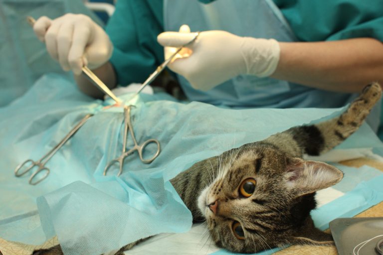 When should you spay or neuter your cat? » Petsoid