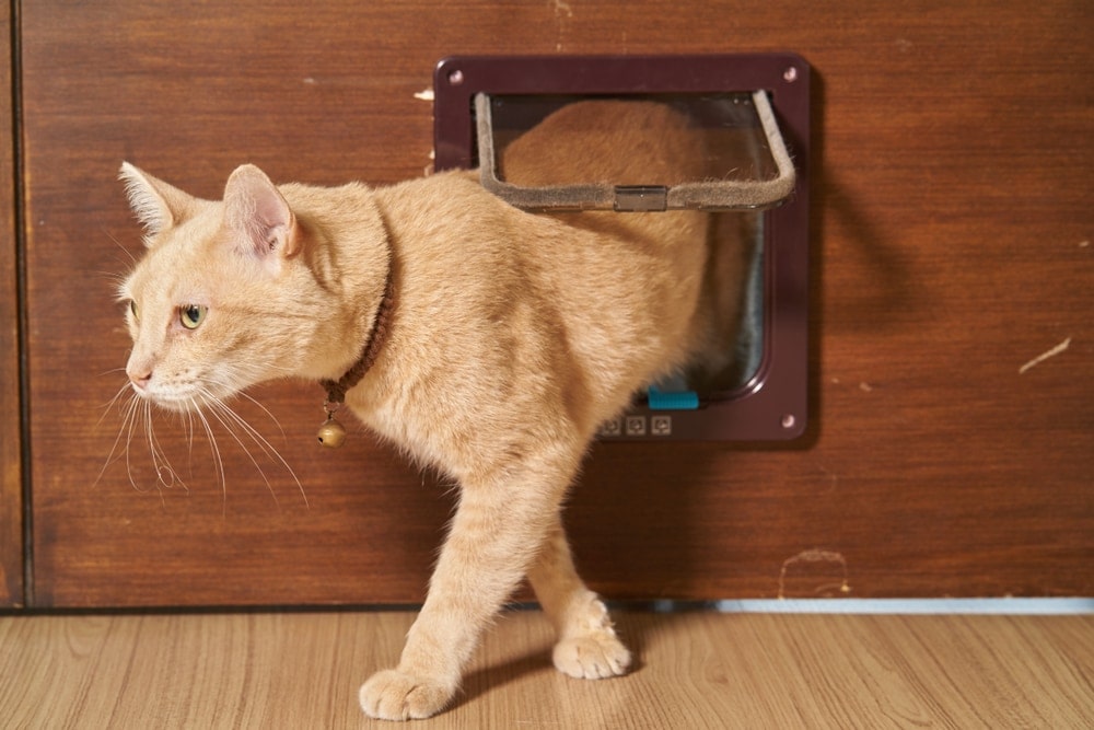 cat through door