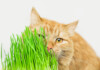 How to Grow Cat Grass at Home?