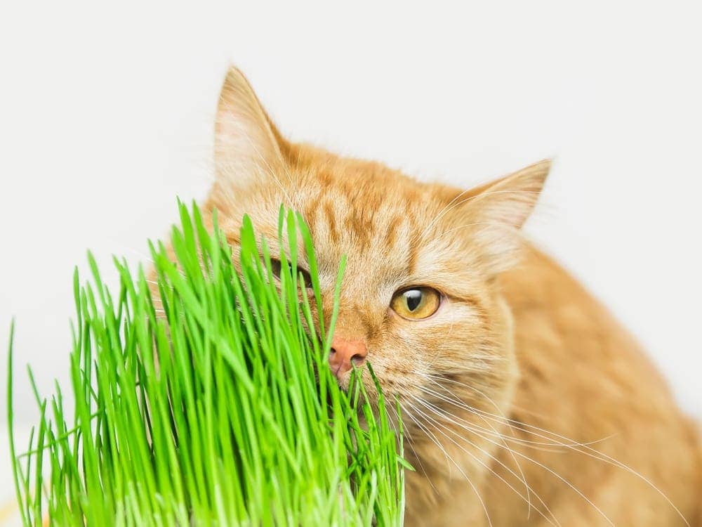 cat with cat grass 1