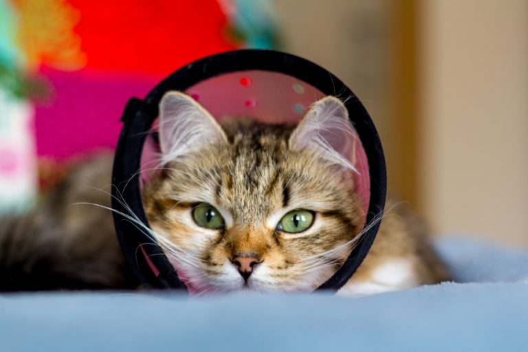 How much does it cost to spay a cat? » Petsoid
