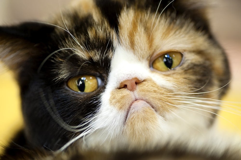 5 Ways to Help Your Constipated Cat » Petsoid