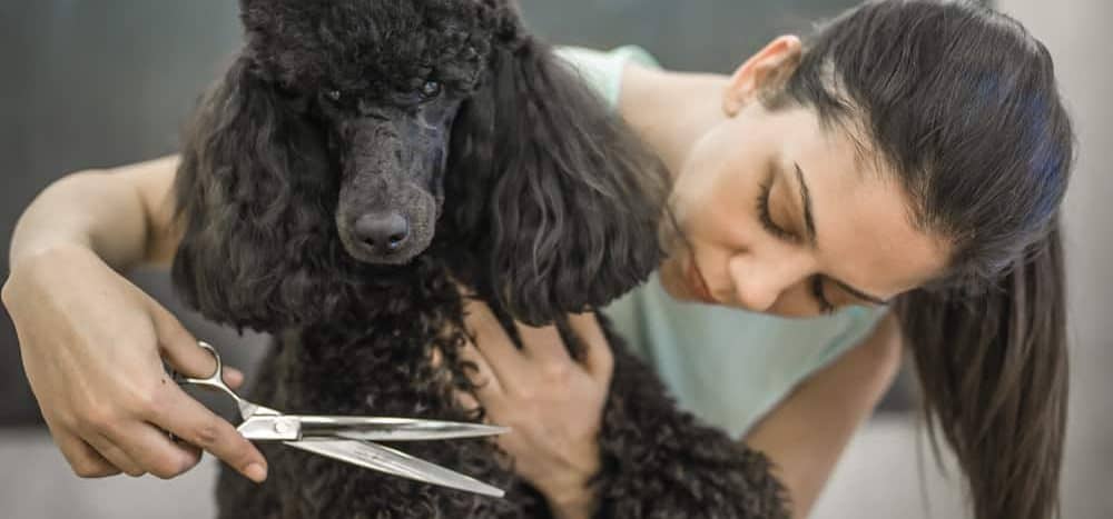 10 Popular Poodle Cuts In 2019 Petsoid