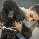 different poodle cuts