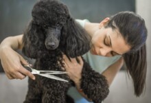 10 Popular Poodle Cuts in 2022
