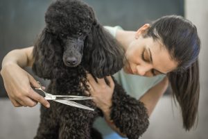 different poodle cuts