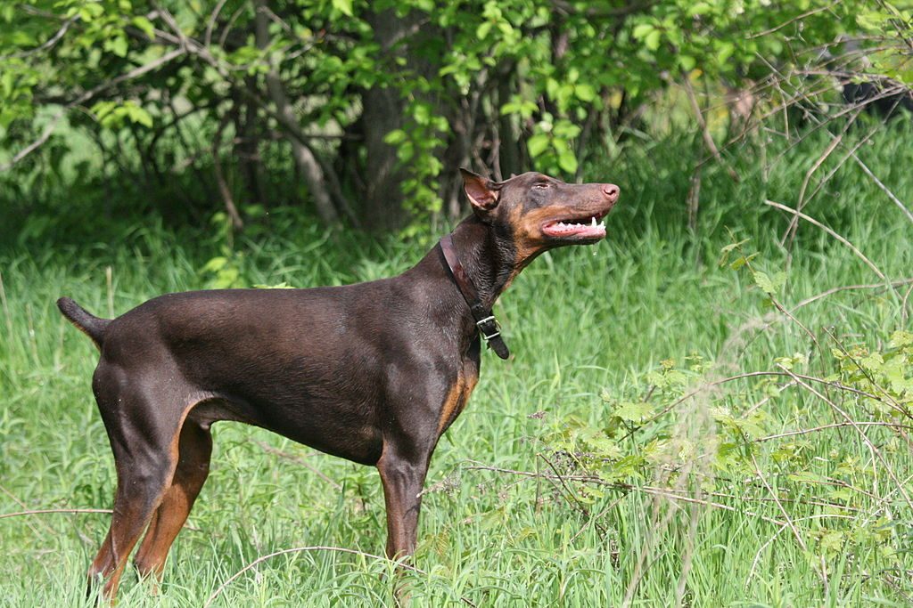 doberman