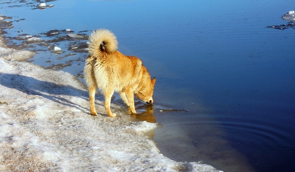 dog at ice