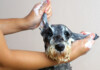 How Often Should You Bathe your Dog?