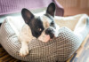 10 Best Indestructible Dog Beds
