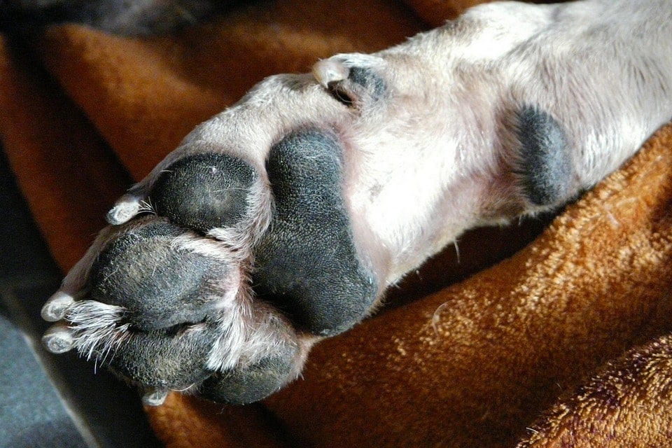 Dog Paw Care 6 Essential things to remember Petsoid