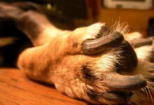 What to Do if You Cut Your Dog’s Nails Too Short?