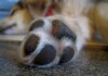 Dog Paw Care - 6 Tips you should know