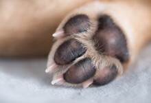 Hyperkeratosis in Dogs Paws - Information