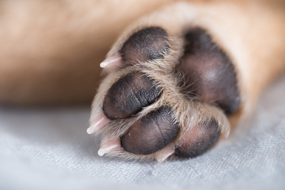 Hyperkeratosis In Dogs Paws And How To Heal It Petsoid