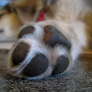 nasodigital hyperkeratosis dog paw