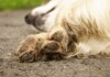 Why Do Dogs Chew Their Paws or Nails?