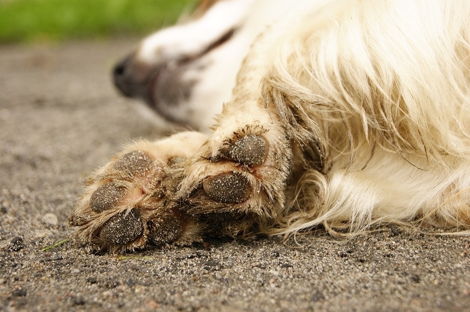 Why Do Dogs Chew Their Paws or Nails? » Petsoid