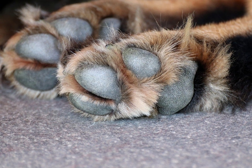 Why Do Dogs Chew Their Paws or Nails? » Petsoid