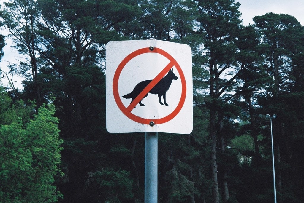 Dogs Not Allowed Sihn 