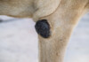 Dog Elbow Calluses - Why you shouldn't ignore it