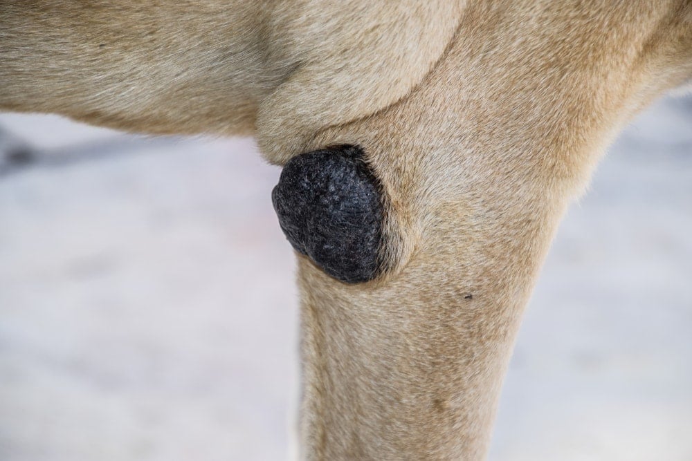 dog elbow callus treatment