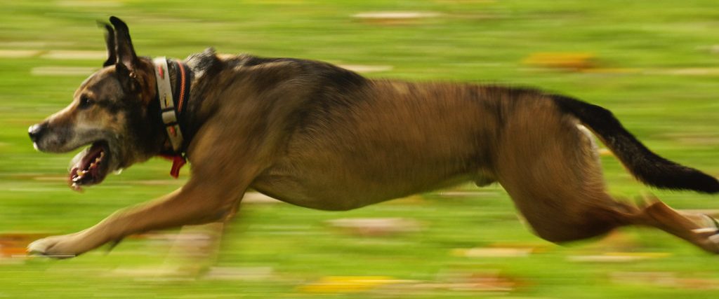 The 10 Fastest Dog Breeds In The World - Petsoid