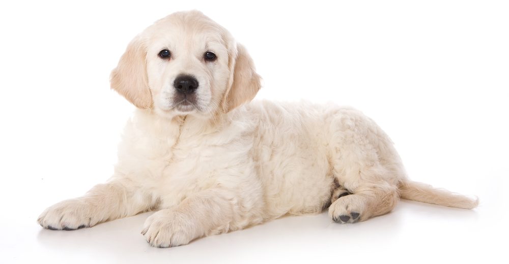 Golden Retriever Puppies A Guide For New Owners Petsoid