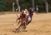 10 Fastest Dog Breeds in the World