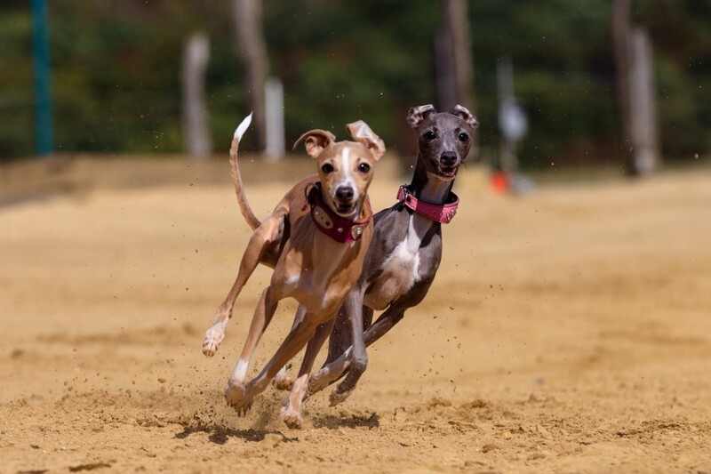 The 10 Fastest Dog Breeds in the World » Petsoid